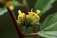 JF078 0733 Waltheria indica.jpg