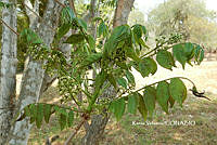 ME010 KV 01001 Trichilia hirta L., 1759_.JPG