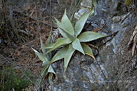 RG019 0381 Agave guiengola.jpg