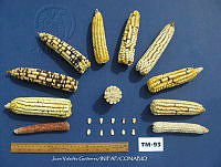 TampJVG180 Zea mays.jpg