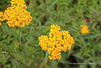 proy JF091 0472 Tagetes lucida.JPG