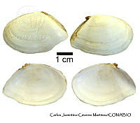 KT014 0338 Rexithaerus indentata.JPG