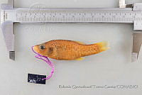 RQTG0996 Alloophorus robustus.jpg