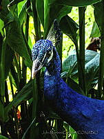 JMG01 Pavo cristatus.jpg