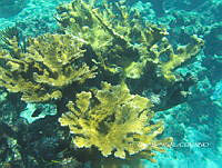 NE018 0204 Acropora palmata.jpg