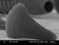 OAC0033 Cavolinia inflexa.jpg