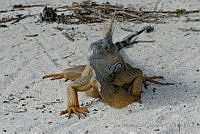IDG0638 Iguana iguana.jpg