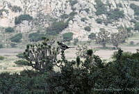 LCV0012 Lanius ludovicianus.jpg
