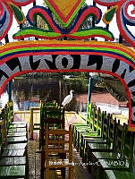 SG002 0234 Ardea alba.jpg