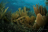 IDG1637 Aulostomus maculatus.jpg