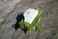 EHX0160 Zea mays.JPG