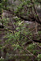 CGL5384 Eysenhardtia polystachya.jpg