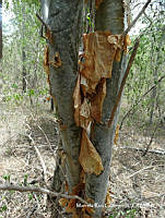 MRG-2017-432 Bursera arborea (MRG-10ago17-b).JPG