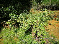 RG016 0617 Capsicum pubescens.jpg