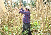 OPV_Zea mays 0088.jpg