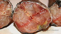 LEAdA067 Pterygoplichthys pardalis.jpg