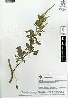 YPH0170 Amaranthus spinosus.jpg