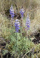 1685 Lupinus aschenbornii.jpg