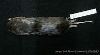 CIBNOR 6524 Thomomys bottae.jpg