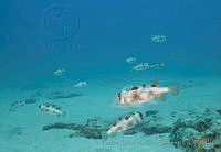 CNS1120 Diodon holocanthus.jpg