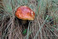 IMDOC Hong 0100 Boletus edulis.jpg