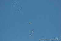 HJ6- 1792 Phaethon aethereus.jpg