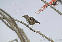 MASM04043 Toxostoma cinereum.jpg