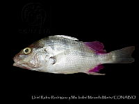 HJ008-092 Pomadasys macracanthus.jpg