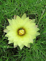 RH02 Thelocactus sp..jpg