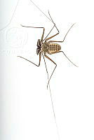 MASM07900 Paraphrynus sp..jpg