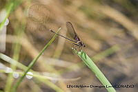PJ016 0610 Hetaerina americana.JPG