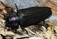 VHTH003 Actenodes chalybeitarsis.JPG