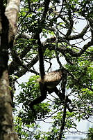 TDJOM016 Ateles geoffroyi.jpg