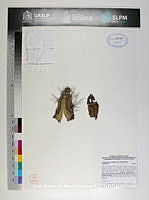 JAdNV0226 Acanthocereus tetragonus.JPG
