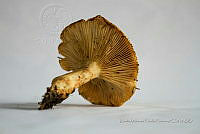 ZAPF 0734 Lentinus substrictus.jpg