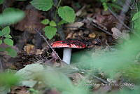 ZAPF 0777 Russula emetica.jpg