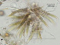 KT016 0004 Calothrix sp..jpg