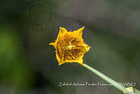 ZAPF0492 Calochortus barbatus.jpg