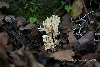 ZAPF 0768 Ramaria stricta.jpg
