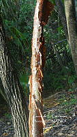 LCF 0488 Bursera simaruba.jpg