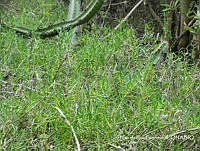 MRG-2018-211 Batis maritima (MEGA-31ene18-c).JPG