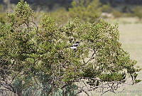 LCV0010 Lanius ludovicianus.jpg