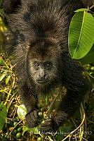 MASM07293 Alouatta palliata.jpg