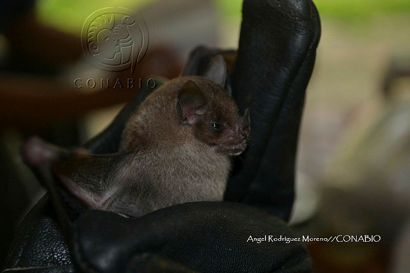 ME008%200092%20Carollia%20sowelli.jpg.kCepgfn MeVNax1jQA3g0JtbmFja29CbnFuZ3NAbXJ6LGtwZwA.B5XWwS9vQb