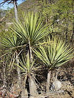 IRR 1306 Yucca mixtecana.jpg