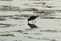 TEO032 Scolopacidae.jpg