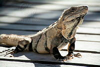 IMDOC6033 Ctenosaura similis.jpg