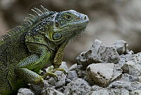 MASM05026 Iguana iguana.jpg