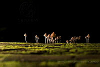 MCSH04 Agaricales.jpg