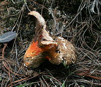 EPS0007 Hypomyces macrosporus.JPG